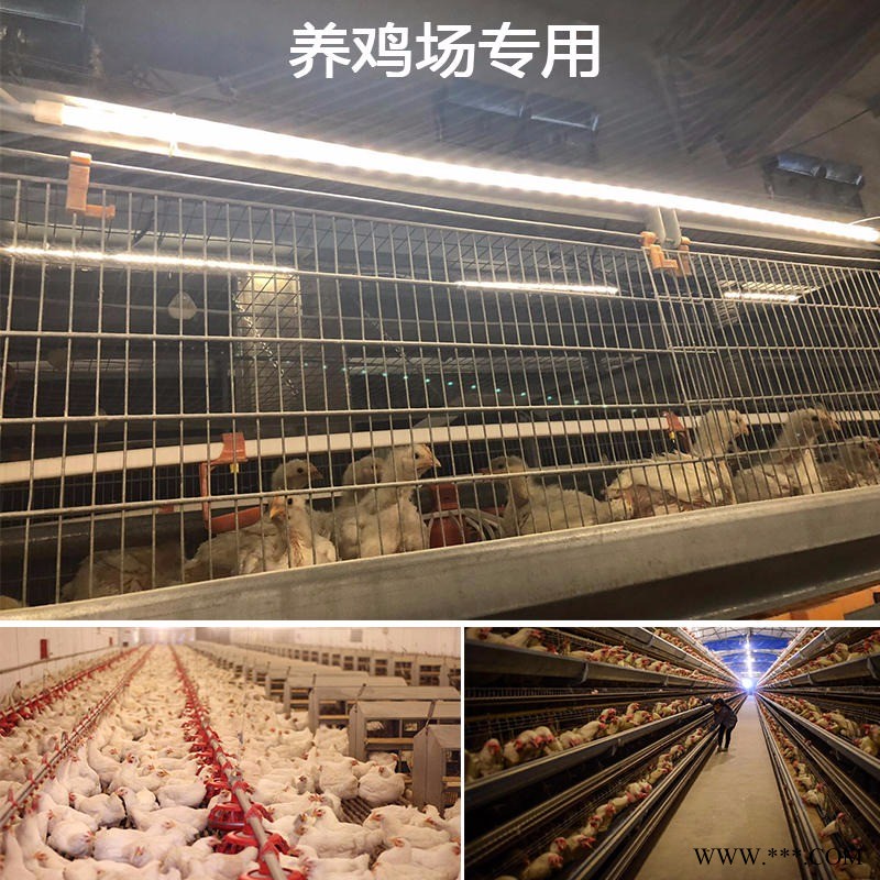 河北养殖灯 可调光低压防水T5养鸡场灯管 LED灯管3W-5W可调光灯管 普瑞斯图1